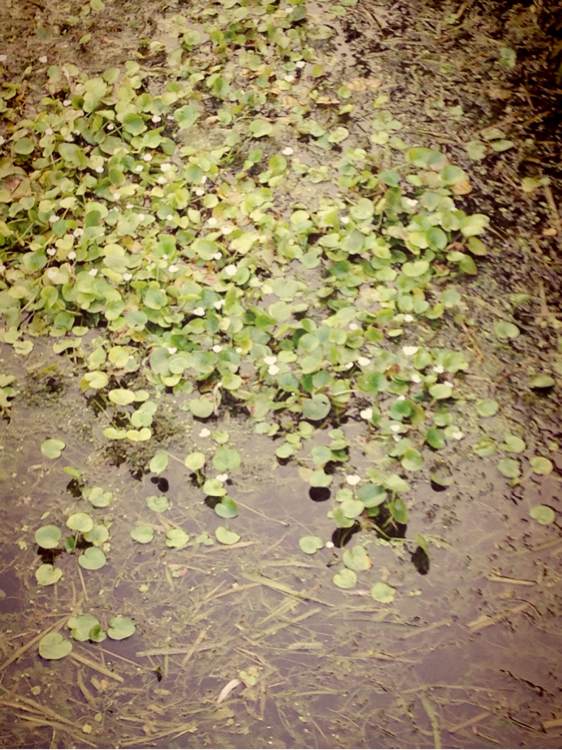 河里浮萍都开花了……快点捞回家种花了