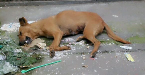 药狗者，死！