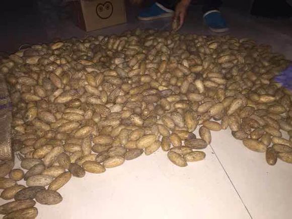 大量千眼菩提到货可以批发。5块钱2个。
