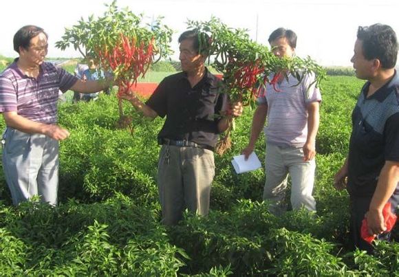 辣椒贵过肉和鱼  菜农种植有前途