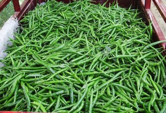 辣椒贵过肉和鱼  菜农种植有前途