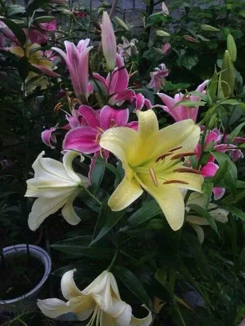 百合花