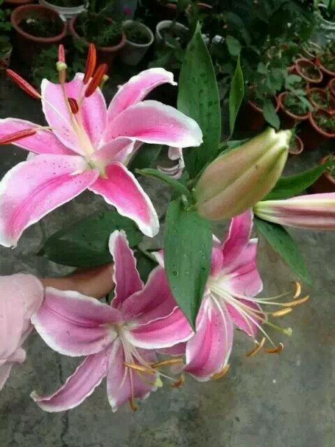 百合花