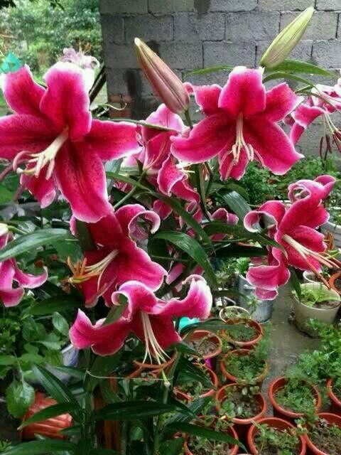 百合花