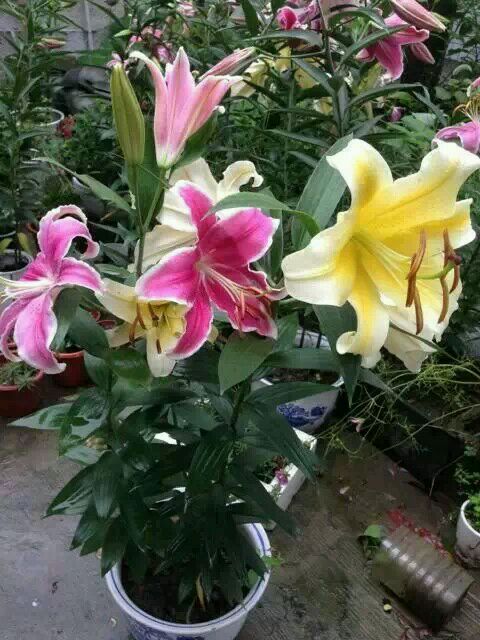 百合花