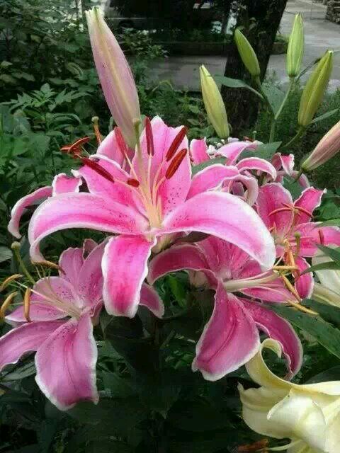 百合花