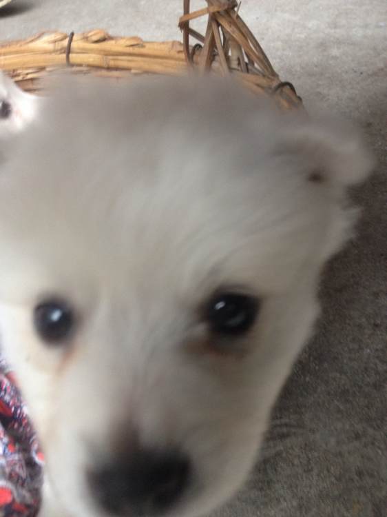 小银狐养不了