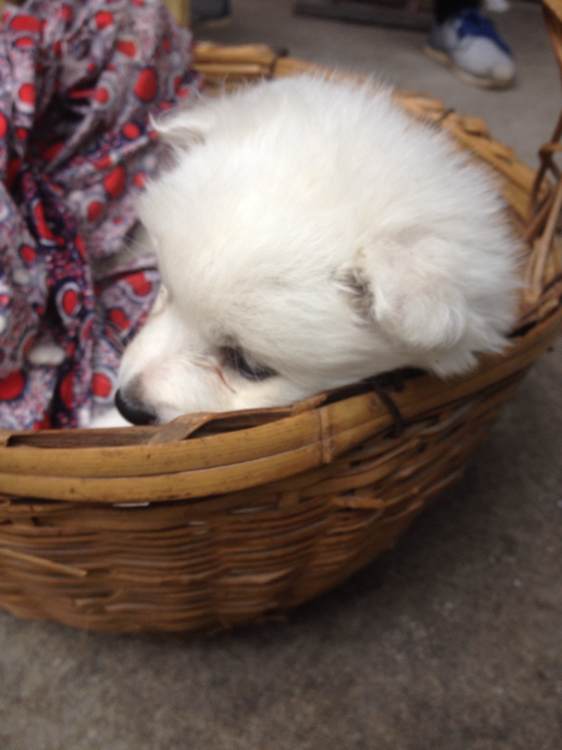小银狐养不了