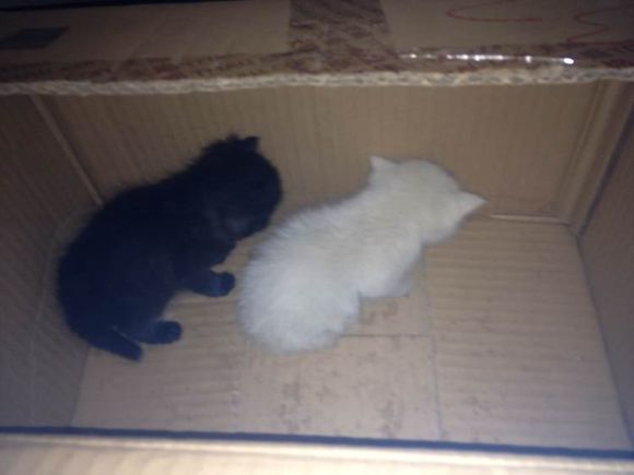 今天收到的天猫快递，