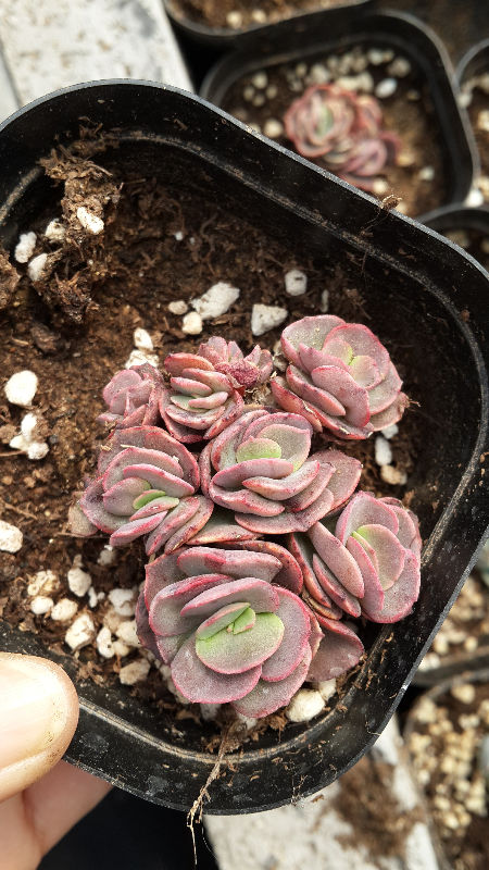 20160403_103137.jpg