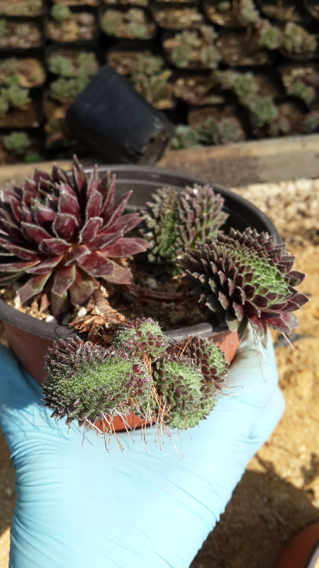 20160327_104800.jpg