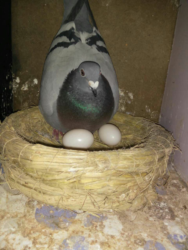 7783