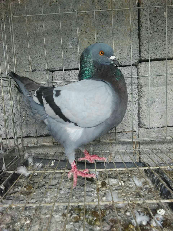 8358