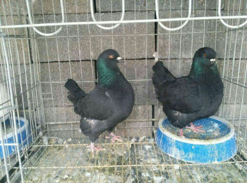 8472