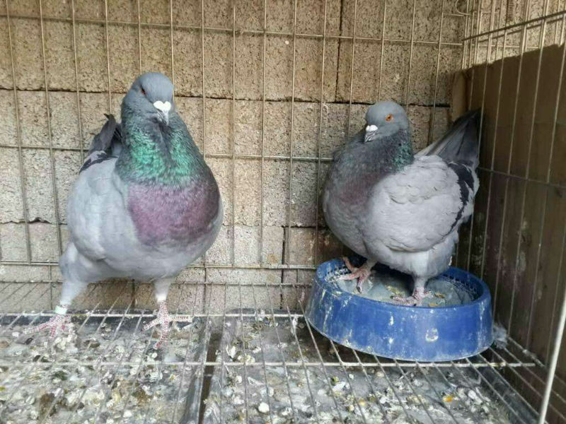 8473