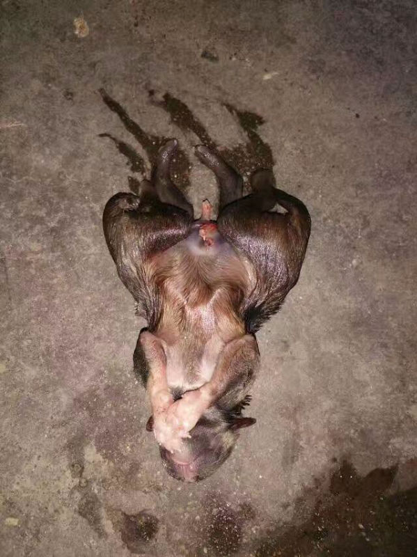 11384