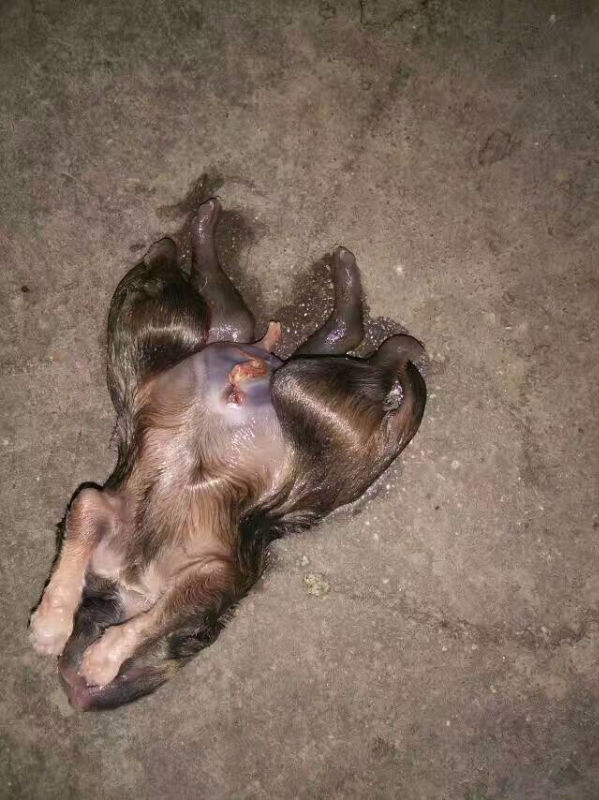 11385