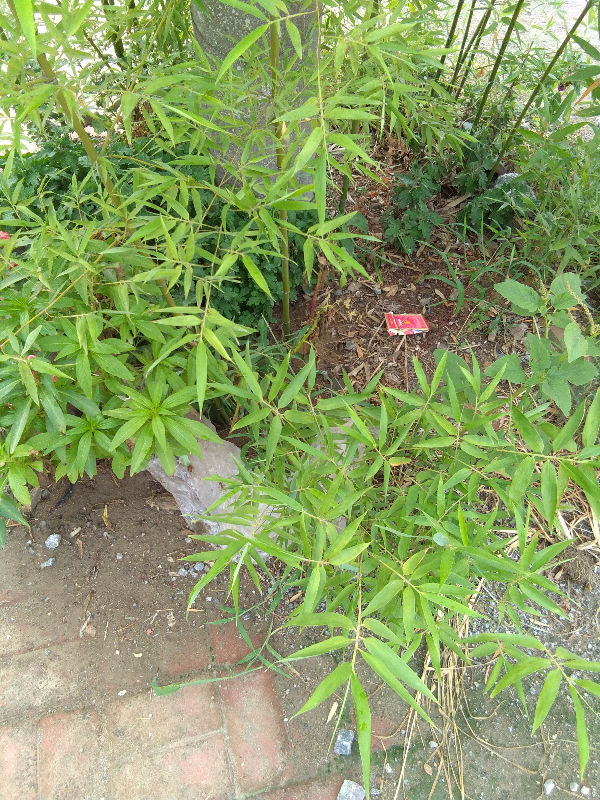 IMG_20170727_085922.jpg