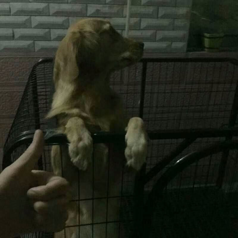 12958