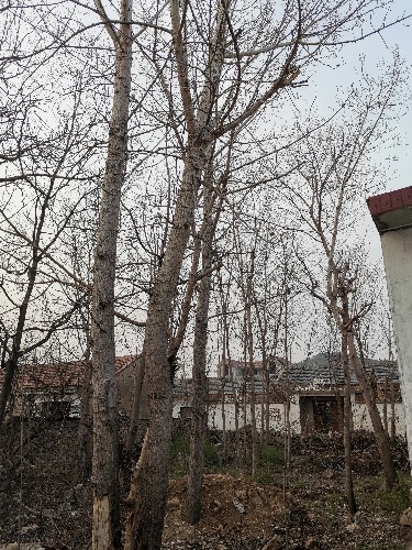 IMG_20200317_174004.jpg
